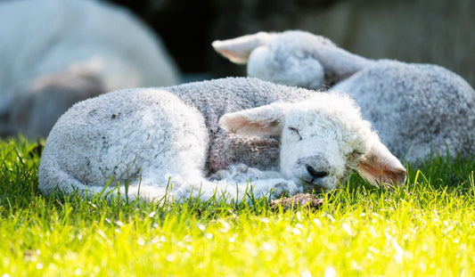 Hotter Than Ewe Think: Embrace the Benefits of Wool this Summer